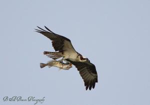 Osprey catches a fish